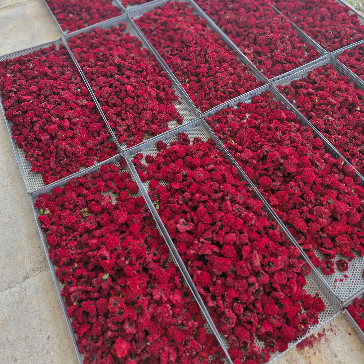 گلنار فارسیgulnar farsi